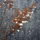 photo © angelle