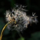 photo © angelle