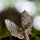 photo @ angelle