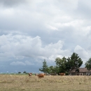 DSC7579-vaches-aigrettes