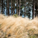 DSC7806-herbes-folles-pins