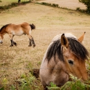 DSC7888-viree-3-chevaux-ardanais