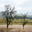 DSC8046-2-arbres-eveques