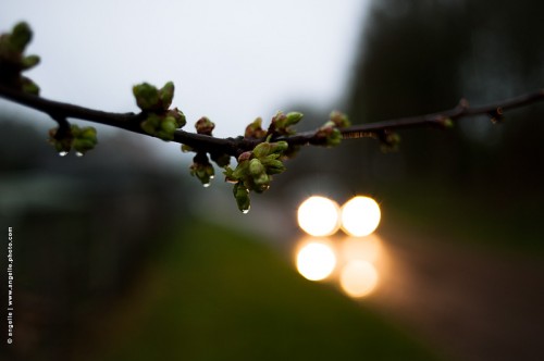 _DSC8757-phares-bourgeons-pluie
