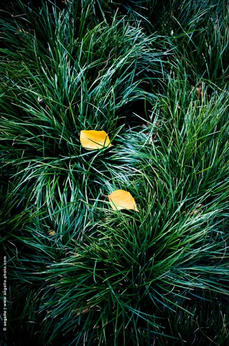 photo © angelle