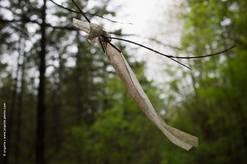 photo © angelle / balise foret plastique mouvement bois branche signe