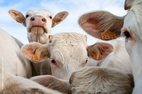 photo © angelle-vaches-groupe regard troupeau