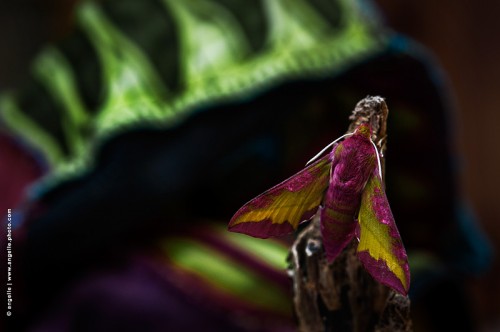 photo © angelle papillon-fushia couleur