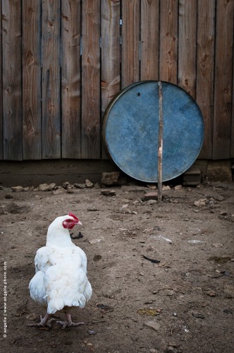 photo © angelle /  poule-bassine poulailler geometrie