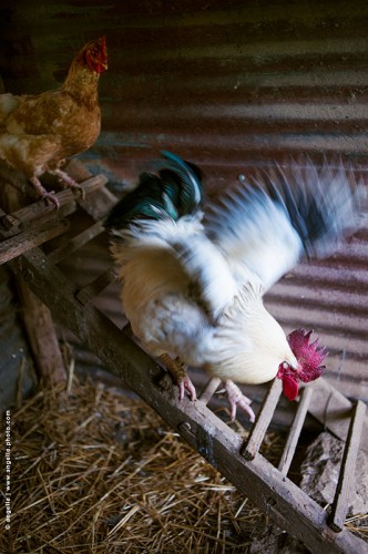 photo © angelle coq-echelle poule poulailler elevage