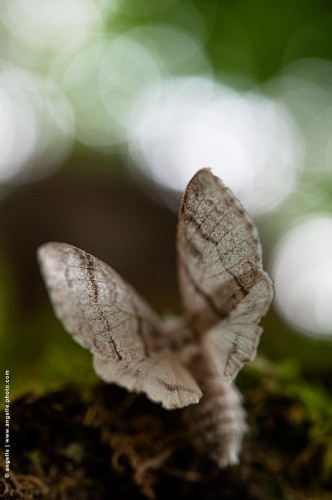 photo © angelle -papillon-envol-foret halo ange