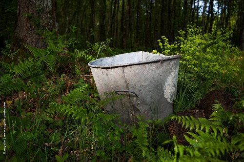 photo © angelle-bassine-fer-blanc-foret