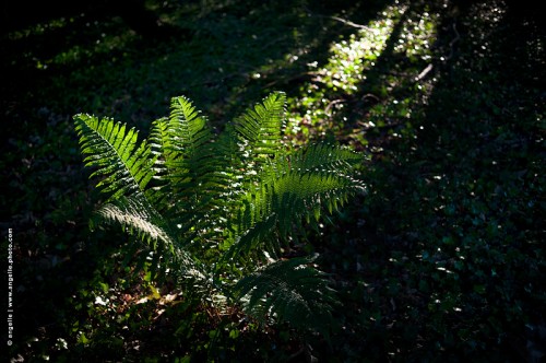 photo © angelle-fougere-soleil-couchant-foret-lumiere