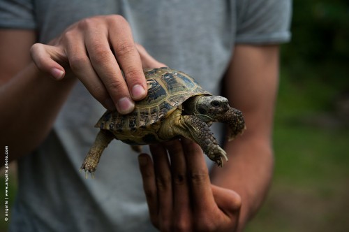 photo © angelle-tortue-mains nature 