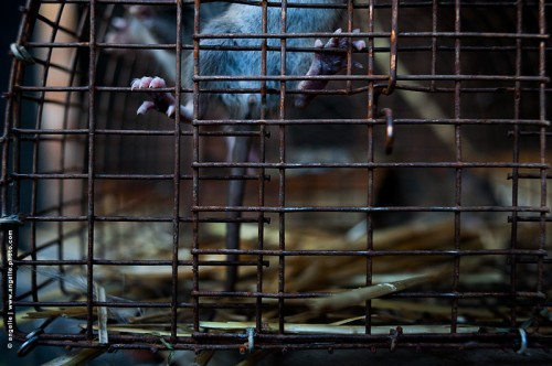 photo © angelle-rat-cage pate fragile prison echapper