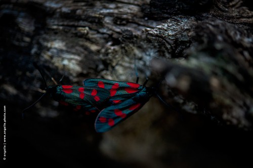 photo © angelle-papillon couleur rouge nature mystère 