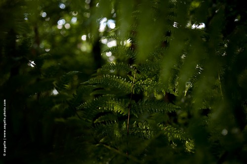 photo © angelle fougere foret nature lumiere mystère