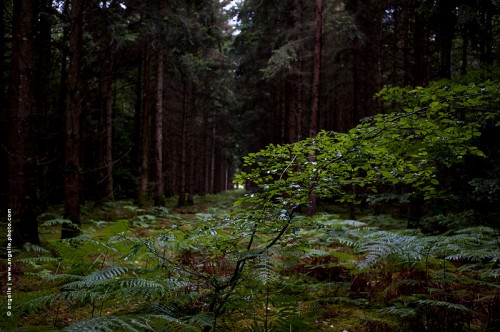 photo © angelle-foret-allee-douglas feuillu difference lumiere