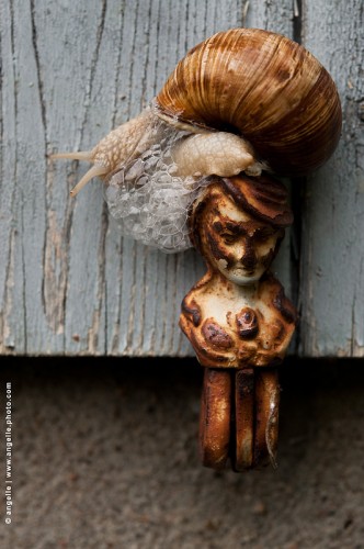 photo © angelle-escargot-dame-volet cirque matiere