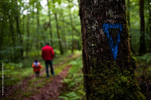 photo © angelle-marcheurs-triangle marque arbre foret chemin promenade