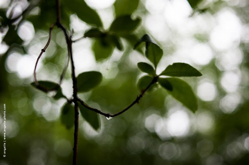 photo © angelle-feuilles-goutte leger averse foret instant douceur poésie