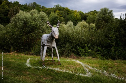 photo @ angelle-faux-ane-trace-entourer nature etrange animal
