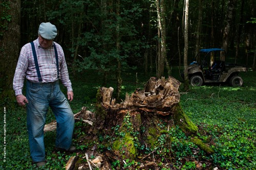 photo @ angelle -souche foret bucheron moyen de transport travail bois