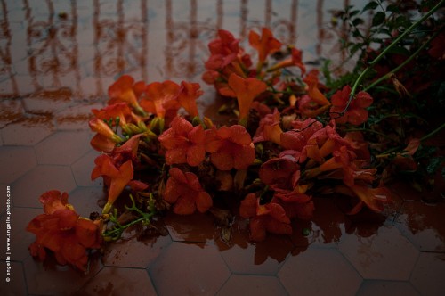 photo @angelle-fleurs-oranges-tarbes balcon pluie affaissement