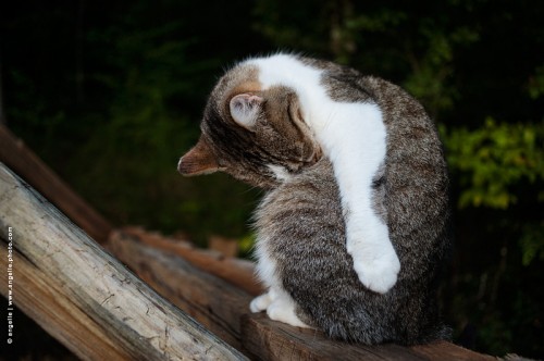 photo @ angelle-chat-en-boule toilette charpente nature construction