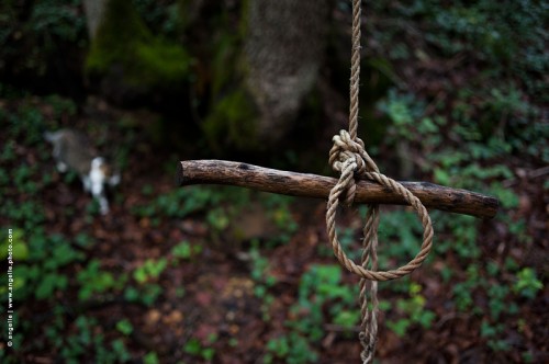 photo @ angelle -chat-noeud-foret jeux enfance secret talisman