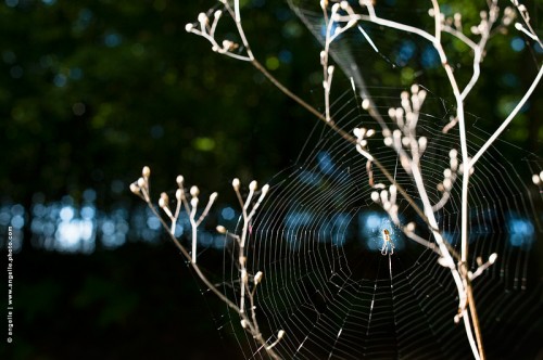 photo @ angelle -toile-arraignee foret fragile lumiere cercle mystere