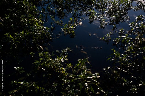 photo © angelle-riviere-vegetation aquatique reflet lumiere plantes eau beauté