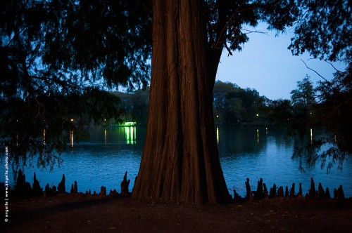photo © angelle-arbre-tete-d_or-lac cyprès chauve crépuscule poésie reflets