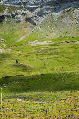 photo © angelle-paysage-pyrennnee-iris sauvage vallée haute montagnes rochers