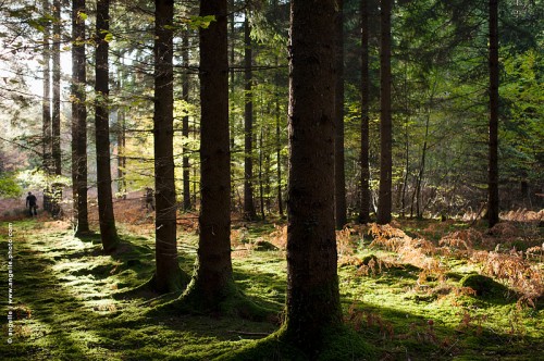 photo © angelle allee-douglas-ramasseur de champignon foret lumiere soiree mousse couleur