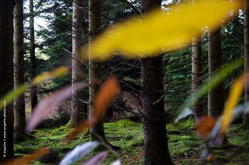 photo © angelle foret-feuilles-couleurs automne vent mouvement promenade douglas
