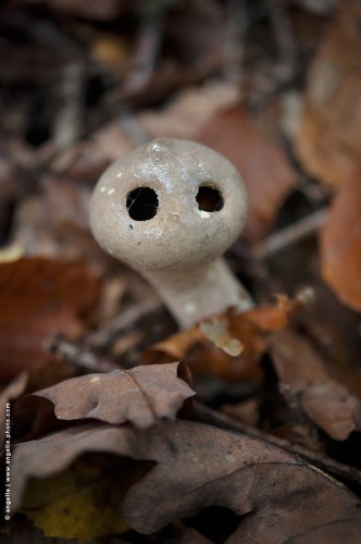 photo © angelle-champignon-bonhomme surprise automne feuilles hasard