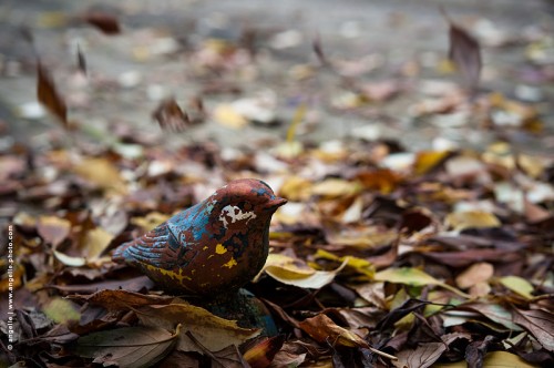photo @angelle -fausse mesange-feuillesautomne chute automne couleur