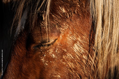 photo @ angelle-cheval-reposdouceur soleil lumiere serein plaisir boue yeux fermés crin beauté