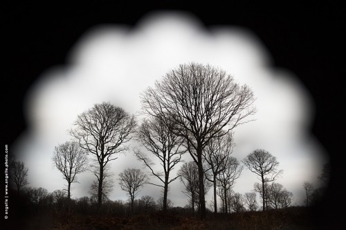photo @ angelle-cheneraie evacuation-douche arbre foret entretient graphique hivers