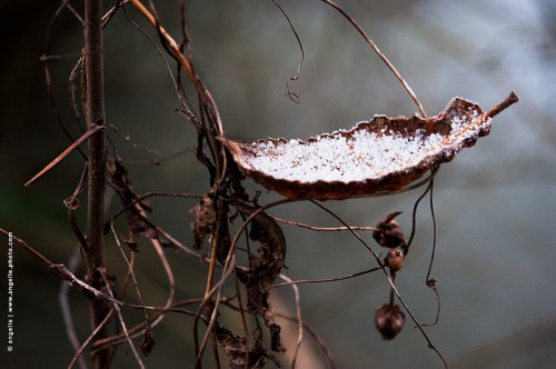 photo @ angelle-feuille-neige-etang embarquation voyage neige equilibre poesie