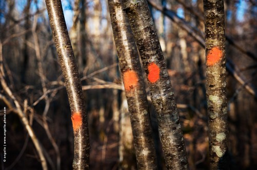 photo @ angelle-points-oranges--arbres charme coupe marquage point de suspension couleur