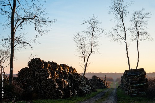 photo @ angelle-tas-bois-foret-soiree hiver murs allee rescapés rond foret déforestation