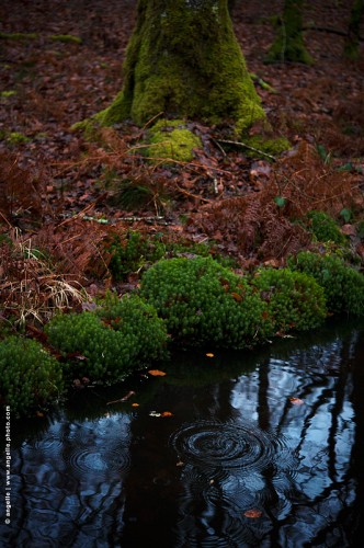 photo @ angelle petite marled mousse foret pluie reflet goutte couleur hivers beauté 