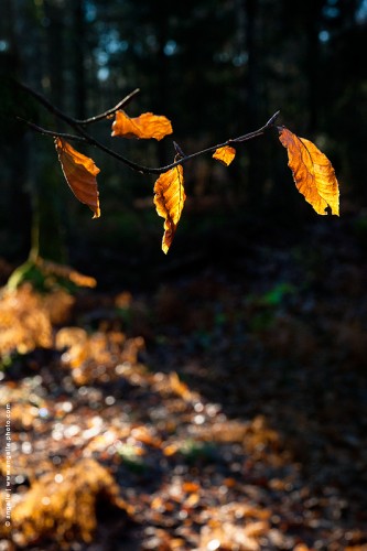 photo @ angelle-feuilles-contre-jour foret hivers couleur soleil léger contraste