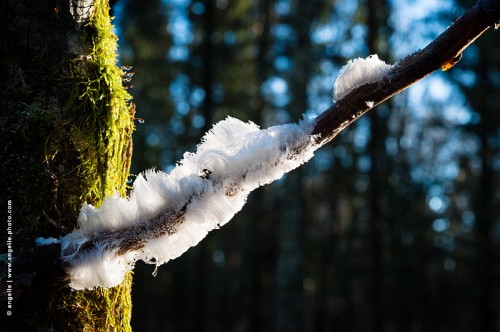 photo @ angelle plume-de-glacehivers effet spéciaux arabesque de froid léger blanc pur nature miracle chevelure