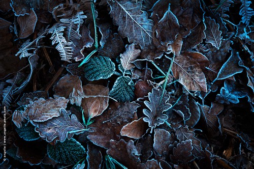 photo @ angelle-feuilles-givre nature hiver sol poésie froid fragile