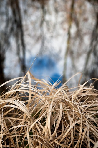 photo @ angelle-mardelles-feuilles-seches mouvement hivers harmonie décor eau nuage ciel reflet