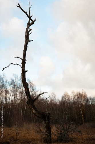 photo @ angelle-arbre-mort-tourbiere ciel silhouette grâce hivers brun harmonie peinture sobre bouleaux solitude 