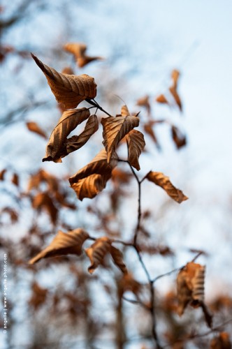photo @ angelle-feuilles arbre foret mouvement fin d hiver bleu léger doux respiration